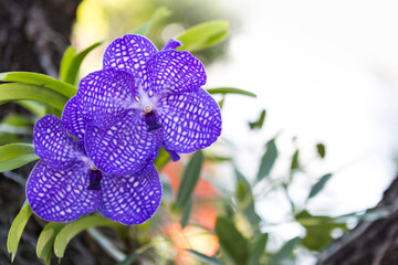 Fototapeta na wymiar Beautiful purple orchid flower over blurred garden with morning day light background, spring and summer season, tropical garden, nature background