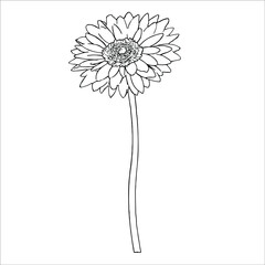 Flower. Isolated, vector drawing, black and white.