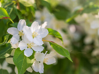White blossoming apple trees. White apple tree flowers