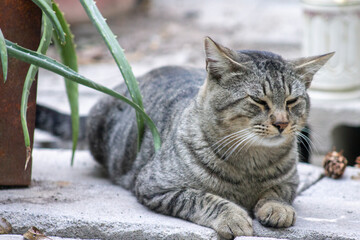 gato borrado