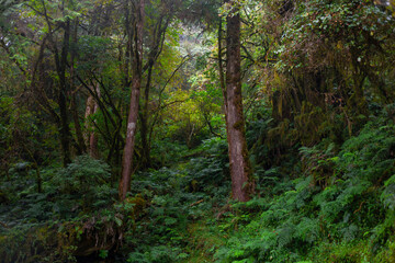 Taiwan, Taiping Mountain, Jianqing Old Road, forest trails, verdant green, green moss