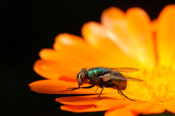 fly on orange flower