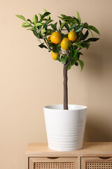Idea for minimalist interior design. Small potted lemon tree with fruits on wooden table near beige...