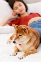 Little cute beautiful smart brown Shiba Inu dog wearing red bowtie lying aside guarding young Asian female girl owner in casual outfit laying down on bed sleeping in bedroom in blurred background