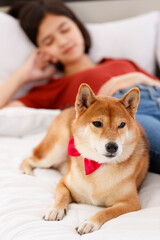 Little cute beautiful smart brown Shiba Inu dog wearing red bowtie lying aside guarding young Asian female girl owner in casual outfit laying down on bed sleeping in bedroom in blurred background