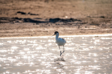 The pied avocet, Recurvirostra avosetta, is a large black and white wader with long, upturned beak