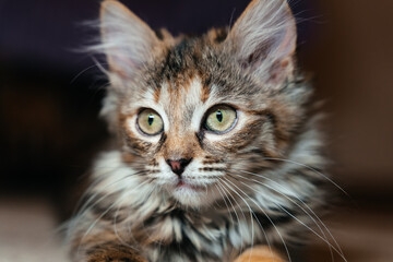 A multi-colored fluffy kitten lies on the floor on a dark background.