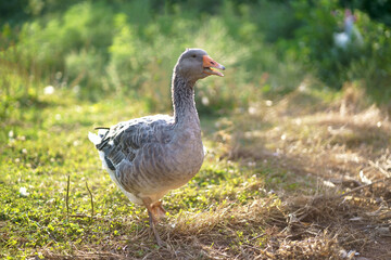 Domestic geese on a meadow. Farm landscape. Geese in the grass, domestic bird, flock of geese
