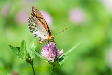 The dark green fritillary butterfly collects nectar on flower. Speyeria aglaja is a species of butterfly in the family Nymphalidae.