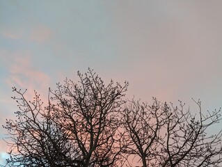 winter trees against sky