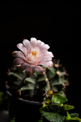 pink cactus  flower bloom in sunlight dark bachground