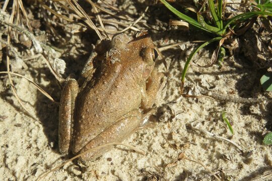 Tropical treefrog on the ground in Florida wild, closeup