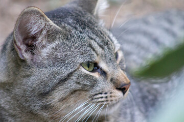 gato borrado