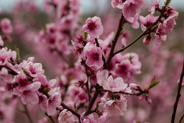 Beautiful Pink Peach Blossoms in a Garden