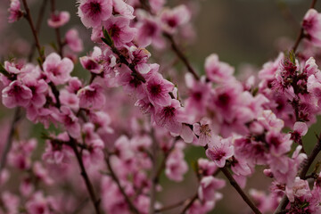 Beautiful Pink Peach Blossoms in a Garden