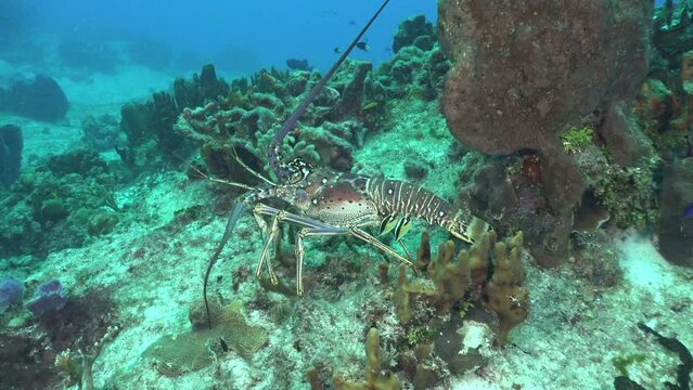 Caribbean Spiny Lobster close up walking over tropical coral reef