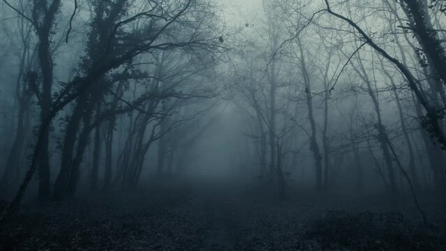 Foggy dark mysterious forest pathway from horror scene, dolly forward from slow to fast
