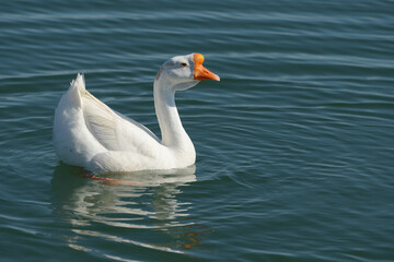 Obraz premium ガチョウ