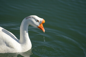 Obraz premium ガチョウ