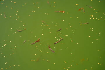 Small guppies are eating food in the green fresh water. - obrazy, fototapety, plakaty