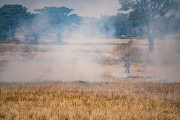 Farmer is burning the straw on the rice field. Air pollution. 