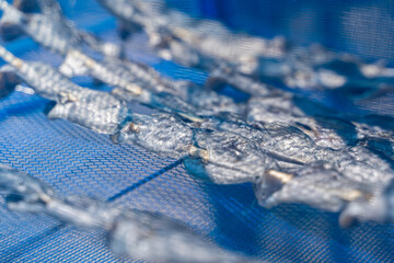 Close up of sun dried small fishes in the blue net. Thai traditional food preservation. 