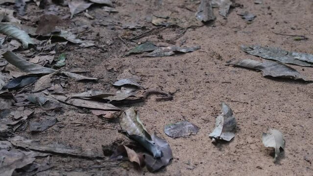 Razorjaw Ants, Leptogenys feasting on an earthworm that is helpless at a forest ground in Khao Yai National Park, Thailand.