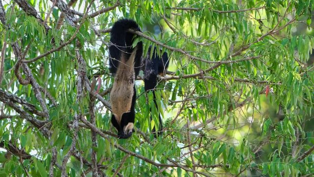 Black Giant Squirrel, Ratufa bicolor seen hanging upside down reaching out and eating fruits then brings itself up to go higher while the other is busy eating in Khao Yai National Park, Thailand
