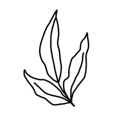 Obraz premium Hand drawn vector flower drawing. Decorative elements for design. Isolated on a white background. Ornament for embroidery, postcards and invitations