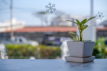 White plant pots placed on a table decorated in a cafe against a blurry glass background.