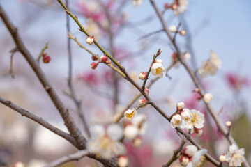 The plum blossoms are the first to announce spring.