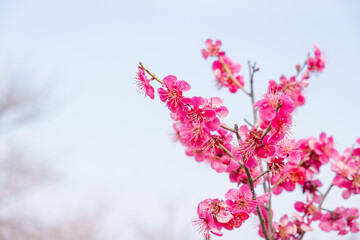 The plum blossoms are the first to announce spring.