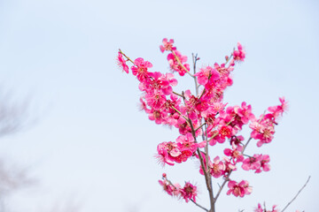 Fototapeta premium The plum blossoms are the first to announce spring.
