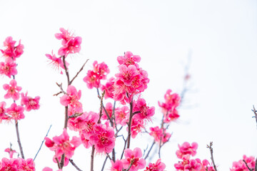 Obraz na płótnie Canvas The plum blossoms are the first to announce spring.