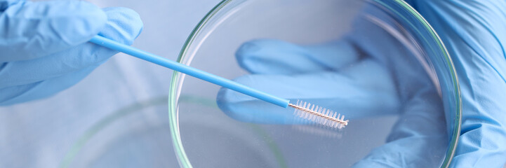 Doctor in blue rubber gloves holding cytobrush over petri dish closeup