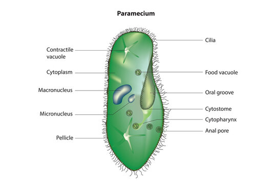 Paramecium structure (Paramecium Anatomy)