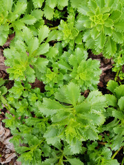 Floral background of young green succulents, flowers in a flower bed, top view, spring in the park