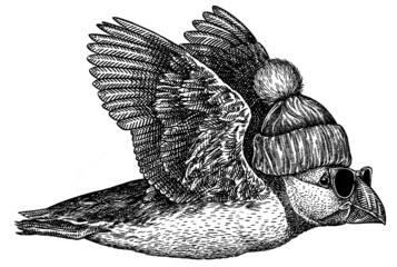 black and white engrave isolated puffin illustration
