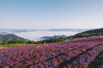 Fototapeta na wymiar lavender, flowers, purple flowers, mountain, sky, clouds, nature, recreation, summer, spring, greenery