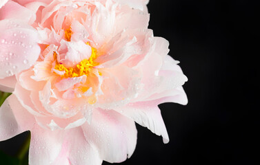 Gorgeous delicate pink peonies with dew drops, black background, lovely spring composition