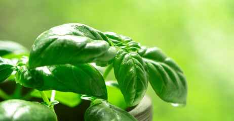 Fresh green basil, spice herb, natural green background, copy space
