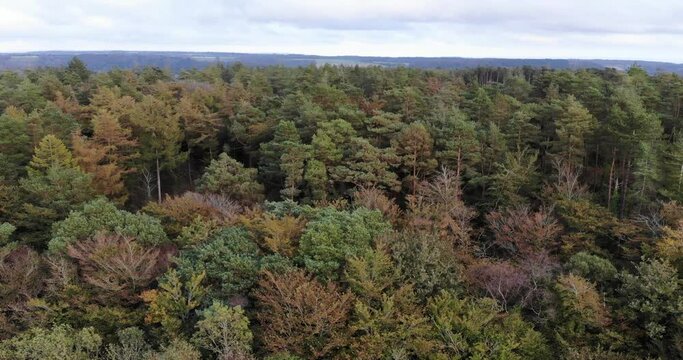 Aerial Rising Over Autumnal Beech Forest Trees In East Hill Woodland. Pedestal Up