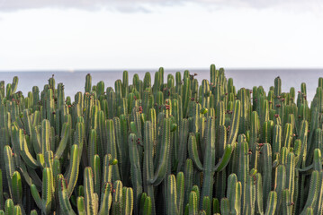 Campo de cactus verdes con el horizonte y elar al fondo con un cielo azul despejado un día de verano en Lanzarote Islas Canarias