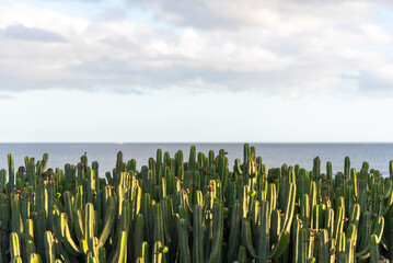 Campo de cactus con el mar en calma de fondo y un cielo azul despejado en un día de verano en Lanzarote Islas Canarias