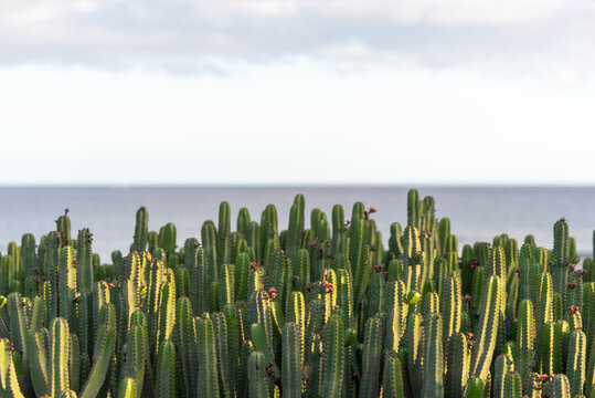 Campo de cactus con el horizonte y el mar e. Calma al fondo con un cielo despejado un d&iacute;a de verano en Lanzarote Islas Canarias