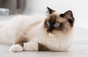 Ragdoll cat portrait © tan4ikk