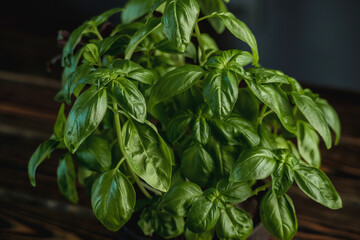 Fresh green fragrant basil with beautiful juicy leaves on a dark background