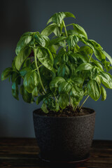 Fresh green fragrant basil with beautiful juicy leaves in a pot on a wooden table and on a dark background