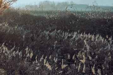 	
Paisaje de bosque verde oscuro Hermoso bosque con suelo cubierto de musgo y rayos del sol a...