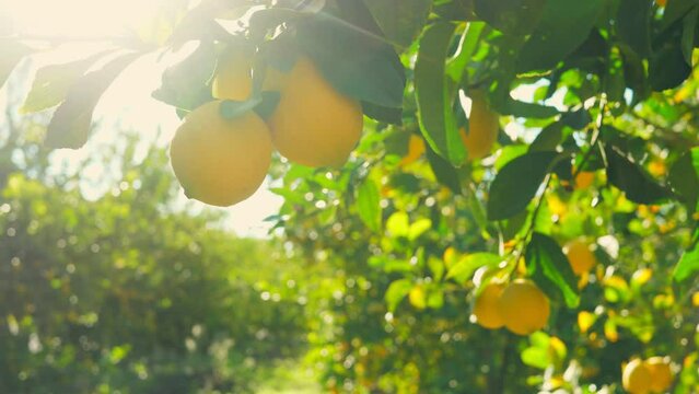 Citrus lemon juice tree branch fresh yellow garden green